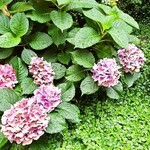 天神橋サンボア - 店前のあじさい