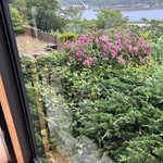 庄屋 - ☆窓の外は雨♪〜何の花？百日紅か？