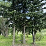 マッケンジーファーム - 庭