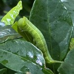 大元 - お尻に用途不明のツノを生やして、葉っぱや蕾に必死でしがみついていて、いざ空腹になると脇目もふらず猛烈に食べ続ける。3齢と思われるまだほっそりとしたオオスカシバ。このくらいまではまだ可愛げがある^_^