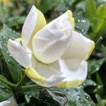 大元 - 開きたてでつぼみの緑を残すクチナシの花