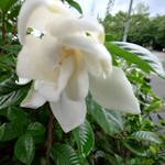 ワイナリーレストラン朝霧の庄 - 