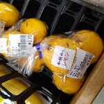 フレッシュ・クラブ - 