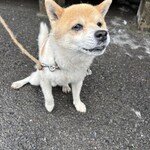 串焼き BUBU-TON - 