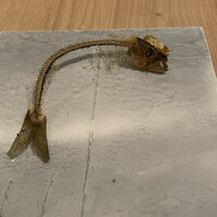 SCALAE - 