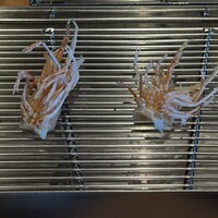 てんぷら 山の上 Roppongi 東京ミッドタウン店 - 