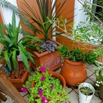 おれんじの樹 - 