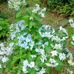 おれんじの樹 - 