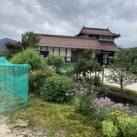 山茶花 - 