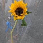 廻し鮨 新鮮や - 