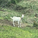 古民家カフェ 安 - 