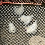 古民家カフェ 安 - 