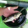 ヌーランドさがみ湯 - 料理写真: