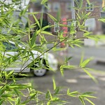 らー麺　Do・Ni・Bo - そろそろ七夕だねぇ〜