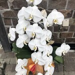 中華蕎麦 とみ田 - 