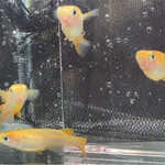 JiProign - 7匹セットで買って来たけど、1匹は早々にナマズに食われてしまい、その後2匹も原因不明でこの世を去った。まあ、飢えて逝ったのかな…