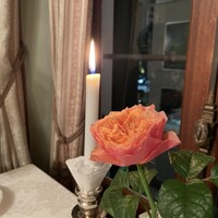 マダム・トキ - 