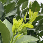 JiProign - アゲハの卵は目立つ。しかもツインで^_^