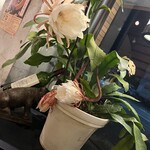 ナスシオバルウニコ - 