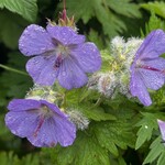 海鮮処 かふか - 