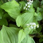 海鮮処 かふか - 