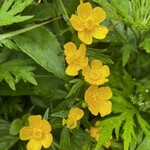 海鮮処 かふか - 