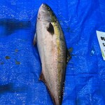 道の駅舞鶴港とれとれセンター - 