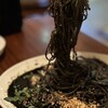 イタリア食堂　ジラソーレ - イカ墨のパスタ