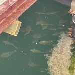 魚山人 - 桟橋の下には魚が集まって来てます^^
