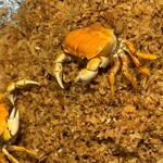 中華旬彩 森本 - 