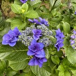 えんがわ茶屋 やまびこ - 