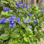 えんがわ茶屋 やまびこ - 