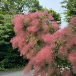 蕎仙坊 - ハグマノキ（スモークツリー）