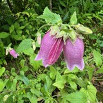 蕎仙坊 - ホタルブクロ