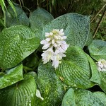 蕎仙坊 - ギボウシ