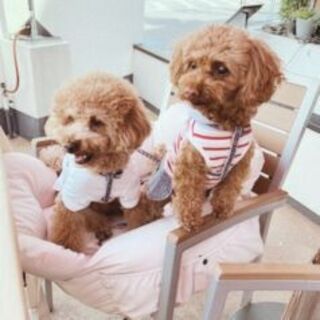 ペット同伴もできる爽快なオープンテラス席※駐車場あり