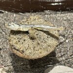 pesceco - さつまいものタルト