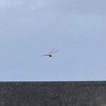 pesceco - 幸せのトンボかも