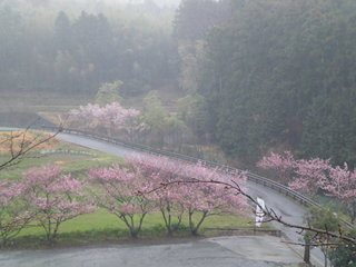 Teuchi Soba Ishishouan - ★３月、お彼岸前に咲き始めた春めき桜。２０００年に品種登録された比較的新しい桜です。ソメイヨシノより一足早く、可憐な花を咲かせます。