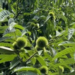 そば処 砂武縞 - 今年も栗のイガの出来始めを見逃した。来年の楽しみに