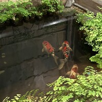 そば会席 立会川 吉田家 - 