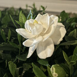 焼きもの家 慶 - 帰り道に大元のクチナシを嗅いで帰る。咲きたてベストコンディションなのが何輪か