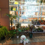 Bacio di Giulietta - プラント・ショップ