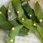 JiProign - 梅雨の恵みか、みかんとレモンとゆずが新葉を出したら早速アゲハが産卵^_^