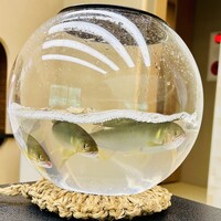 料亭 大宮 一の家 - 天然の鮎をはじめに確認。カワイイのにゴメン。