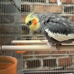 イノダコーヒ - 