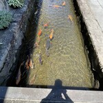 ヒダノオクブルワリー - 鯉は1000匹いるそうな