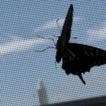 レイドバックバーガー - お昼はこの方向に進め^_^