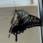 レイドバックバーガー - うちの机周りで生まれた今季38匹目のナミアゲハ、メス