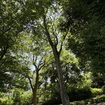 レイドバックバーガー - 店の前の林。セミはまだ全く鳴いてなくて、ウグイスが連続鳴きしていた